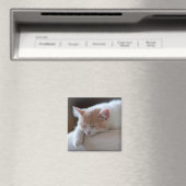 Tired beige en White Kitten Magneet (Insitu (Vaatwasser))