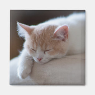 Tired beige en White Kitten Magneet