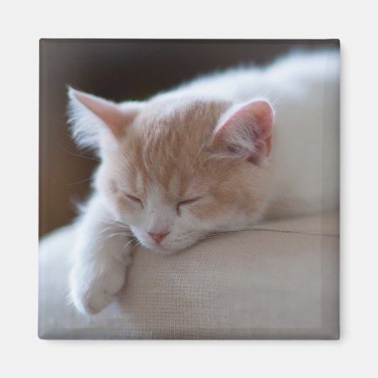 Tired beige en White Kitten Magneet (Voorkant)