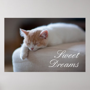 Tired beige en White Kitten Poster