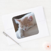 Tired beige en White Kitten Vierkante Sticker (Envelop)