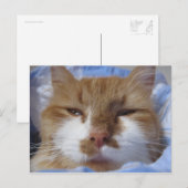 Tired Cat Briefkaart (Voorkant / Achterkant)