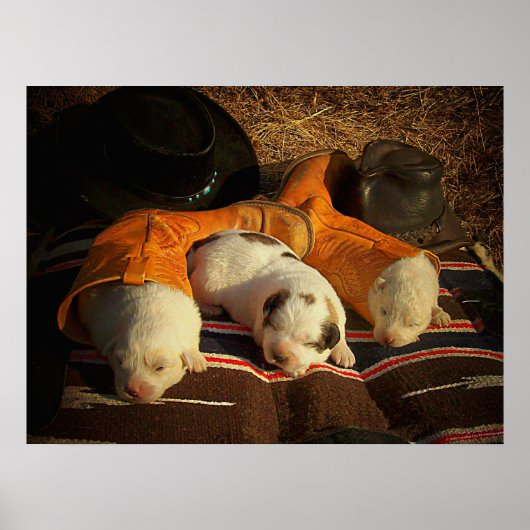 Tired Cowboy Puppies Poster (Voorkant)