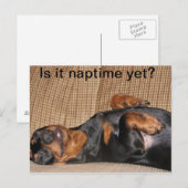 Tired Dachshund Briefkaart (Voorkant / Achterkant)