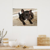 Tired French Bulldog Poster (Keuken)