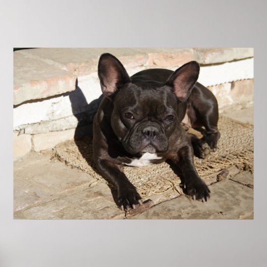Tired French Bulldog Poster (Voorkant)