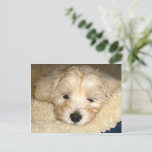 Tired Puppy Briefkaart (Staand voorkant)