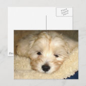 Tired Puppy Briefkaart (Voorkant / Achterkant)