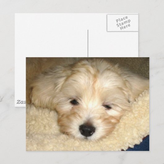 Tired Puppy Briefkaart (Voorkant / Achterkant)