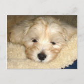 Tired Puppy Briefkaart (Voorkant)