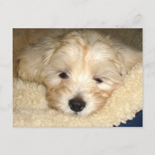 Tired Puppy Briefkaart (Voorkant)