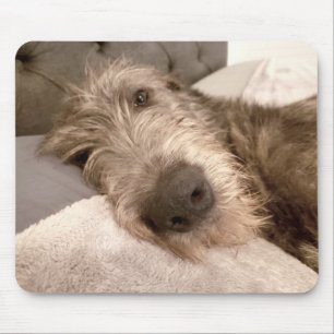 Tired young Irish Wolfhound Muismat