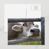 Tiroolse Koe Poking Head Through Fence Briefkaart (Voorkant / Achterkant)
