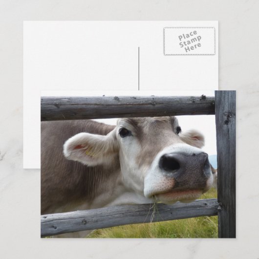 Tiroolse Koe Poking Head Through Fence Briefkaart (Voorkant / Achterkant)