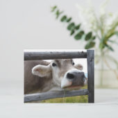 Tiroolse Koe Poking Head Through Fence Briefkaart (Staand voorkant)