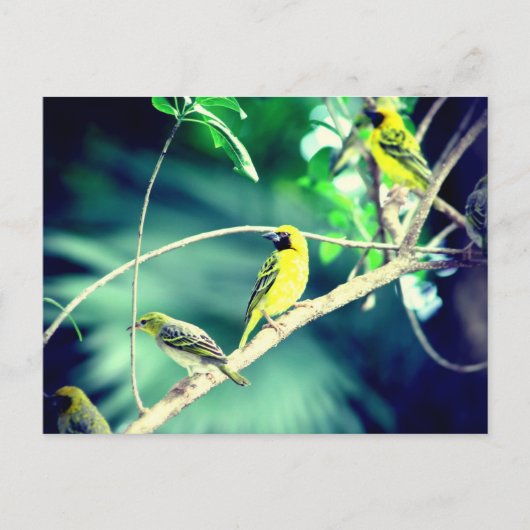 Tisserine gendarme briefkaart (Voorkant)