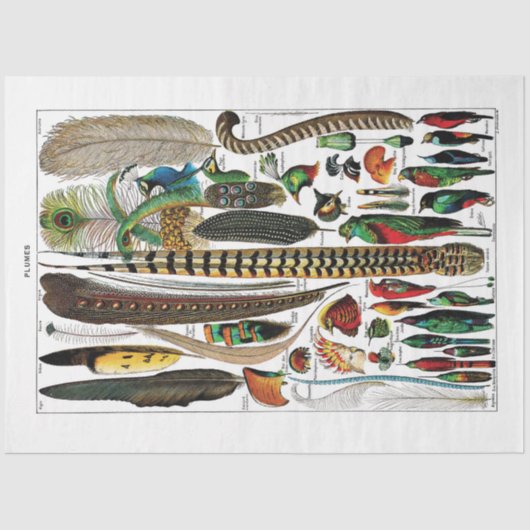 Tissue Paper (Bord voor Frans woordenboek) — Plume Tissuepapier (Voorkant)