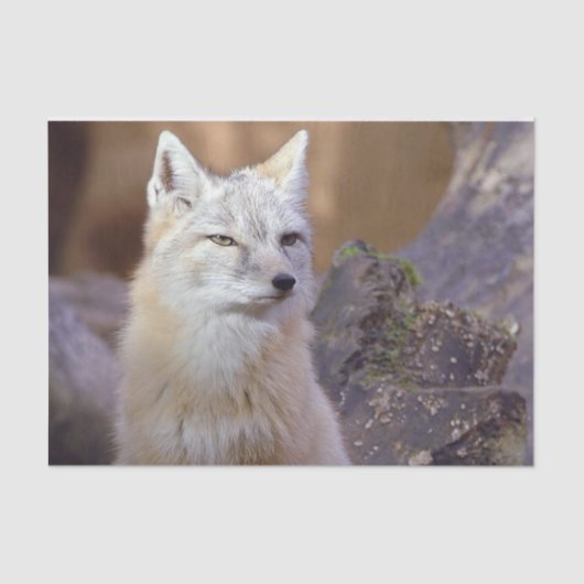 Tissue Paper Corsac Fox Tissuepapier (Voorkant)