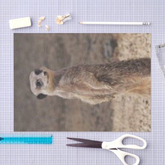 Tissue Paper Meerkat Tissuepapier (Craft)