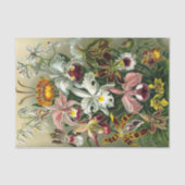 Tissue Paper van Ernst Haeckel Tissuepapier (Voorkant)