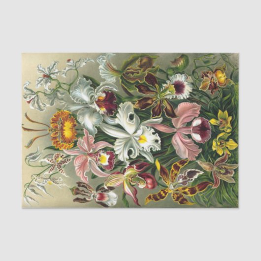 Tissue Paper van Ernst Haeckel Tissuepapier (Voorkant)