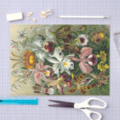 Tissue Paper van Ernst Haeckel Tissuepapier (Craft)