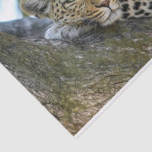 tissuepapier van boomluipaard (Detail)