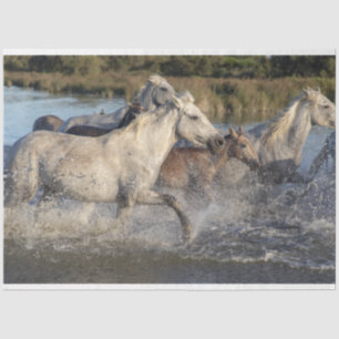 tissuepapier voor paarden