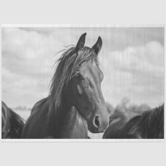 tissuepapier voor paardenkoppen (Voorkant)