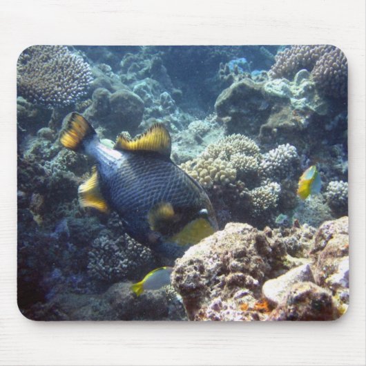Titan Triggerfish on the Great Barrier Reef Muismat (Voorkant)