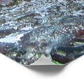 Titan Triggerfish Poster (Hoek)