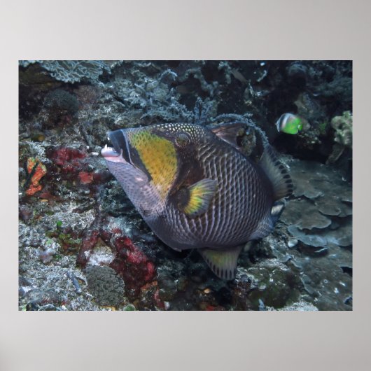 Titan Triggerfish Poster (Voorkant)