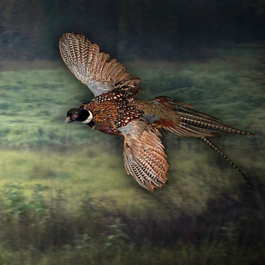 TITEL : " PHESANT OP ZOEK NAAR PROOI : POSTER