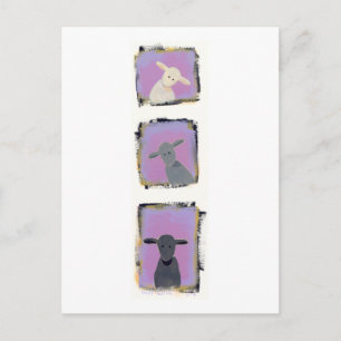 Titel:  Witte schapen, grijze schapen, zwarte scha Briefkaart