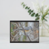 Titelmuis (Baeolophus bicolor) Briefkaart (Staand voorkant)