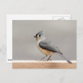 Titelmuis Briefkaart (Voorkant / Achterkant)