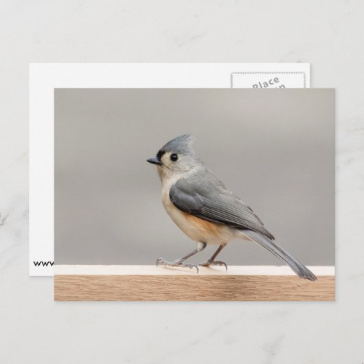 Titelmuis Briefkaart (Voorkant / Achterkant)