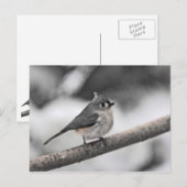 Titelmuis Briefkaart (Voorkant / Achterkant)