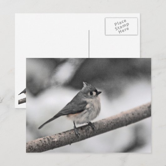 Titelmuis Briefkaart (Voorkant / Achterkant)