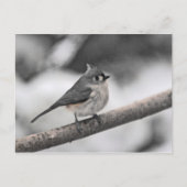 Titelmuis Briefkaart (Voorkant)