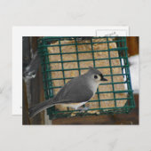 Titelmuis Briefkaart (Voorkant / Achterkant)