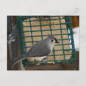 Titelmuis Briefkaart (Voorkant)