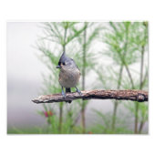 Titelmuis Foto Afdruk (Voorkant)