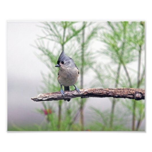 Titelmuis Foto Afdruk (Voorkant)