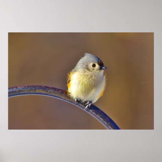 Titelmuis Poster (Voorkant)