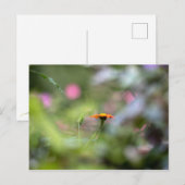 Tithonia in de tuin briefkaart (Voorkant / Achterkant)
