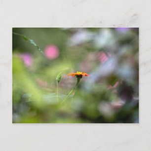 Tithonia in de tuin briefkaart