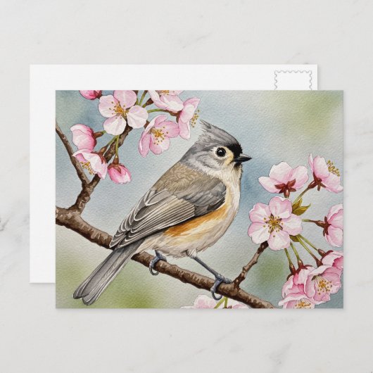 Titmouse, Sakura, Lente Briefkaart (Voorkant / Achterkant)