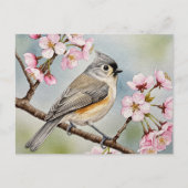 Titmouse, Sakura, Lente Briefkaart (Voorkant)