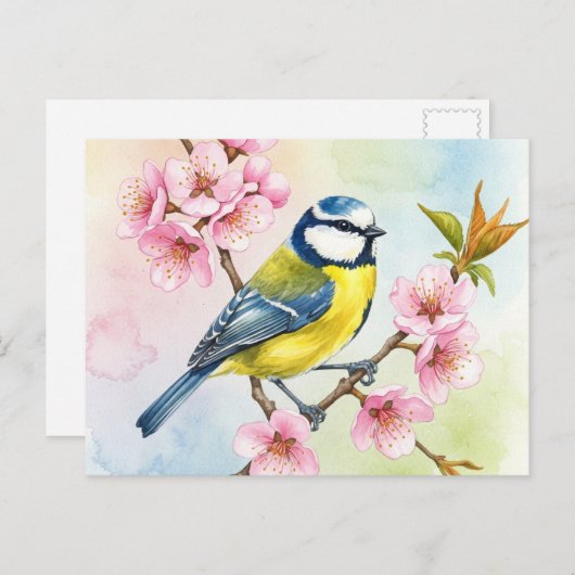 Titmouse, Sakura, Lente Briefkaart (Voorkant / Achterkant)